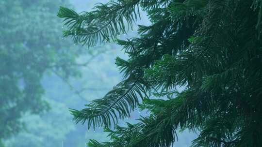 森林下雨松树风景