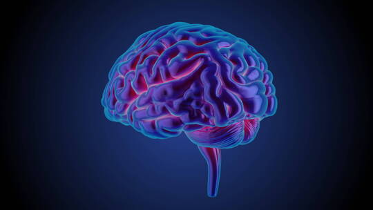 医学 大脑 脑科学 三维 脑ct1 模型视频素材模板下载