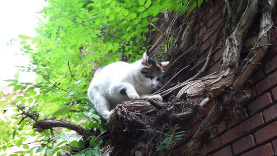 猫在树枝树干上磨爪子