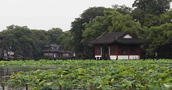 杭州西湖中式园林初夏细雨荷叶曲院风荷