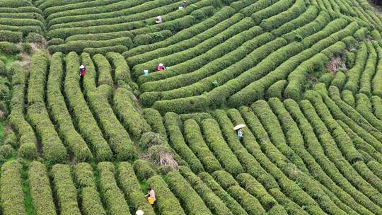 茶园采茶，春茶