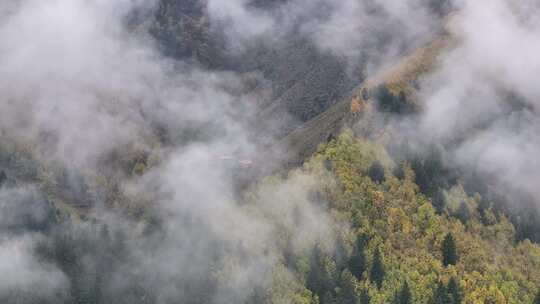 青海互助北山秋林云海航拍视频