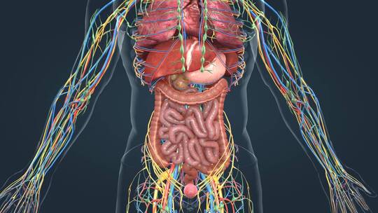 医学 人体 器官 肾上腺 内分泌系统动画