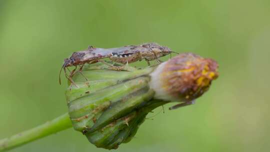 微观镜头下，昆虫交配的情感交织