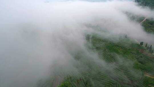 航拍云雾缭绕的四川乐山茶叶基地