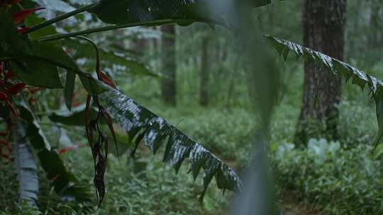 森林，印尼，巴厘岛，徒步旅行