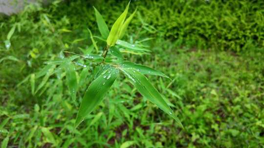 雨清明谷雨竹叶雨水下雨