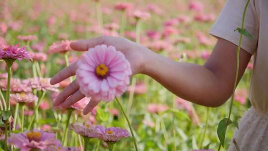 美女走在花海中轻抚花瓣