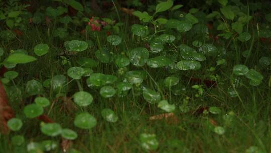 雨后的铜钱草