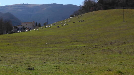 绿色田野里的绵羊在吃草