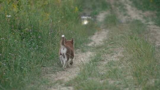 一只走在乡间小路上的哈士奇小狗