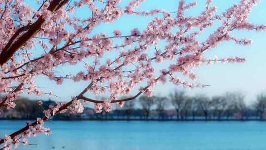 春季北京颐和园山桃花