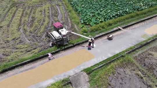 机械收割机收割水稻