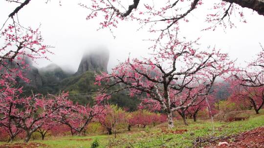 实拍桃花素材