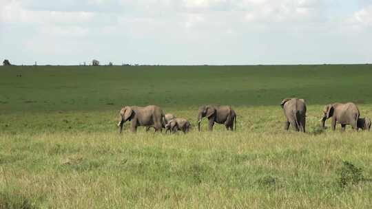 大象 亚洲象 非洲象视频素材模板下载