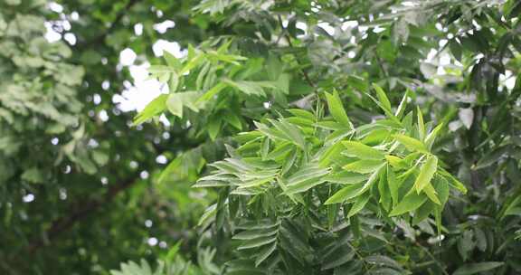 雨天植物叶片沾满水珠生机勃勃