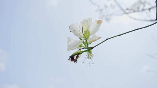 白花宫粉羊蹄甲开花了春风春分盛开2650视频素材模板下载