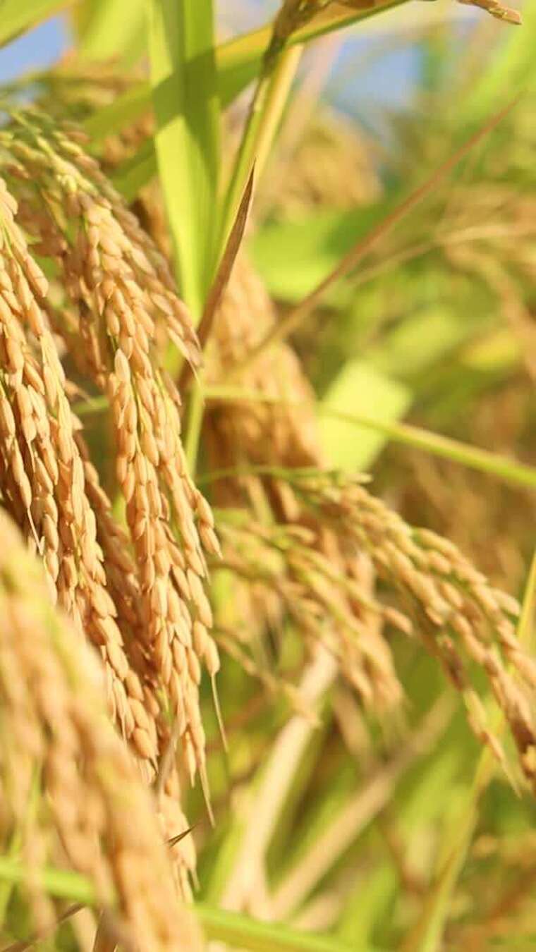 成熟的金黄稻穗的特写合集无音乐版