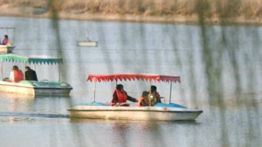 春天生机勃勃的垂柳