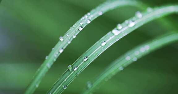 春雨雨水雨滴水珠绿叶随风摇曳清新唯美