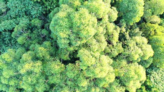 树林俯拍森林树木绿色植被自然原始生态环境视频素材模板下载