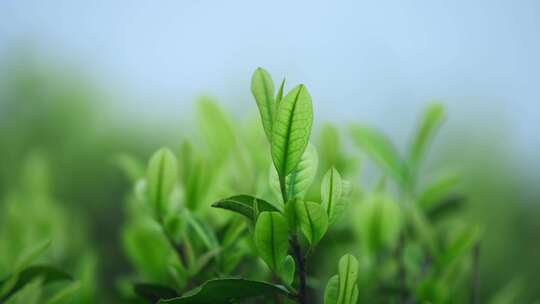 茶农采茶春茶白茶绿茶茶叶毛尖手工茶采茶