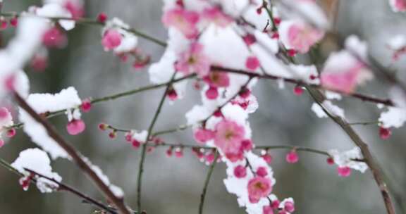 冬季下雪红梅花盛开红梅傲雪