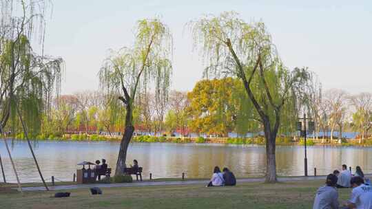 杭州西湖春天柳树风景