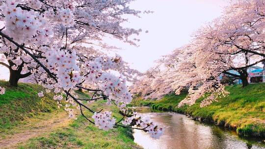 春暖花开