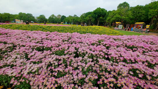 公园花坛园艺 菊花 花园