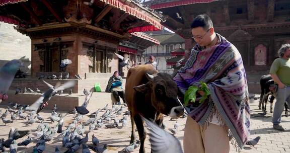 游客杜巴广场喂飞舞的鸽子牛互动物4k旅拍