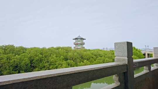 盐洲红树林保护区惠东候鸟白沙村3269