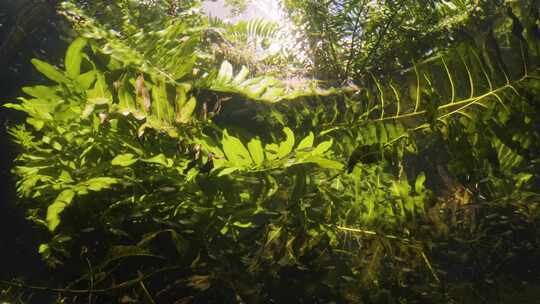 池塘下的水草小鱼