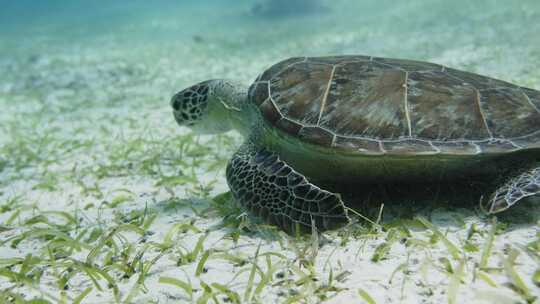 海龟，海洋，美国，维尔京群岛