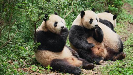 三只大熊猫坐在一起享受美食苹果