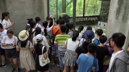 围观熊猫的游客