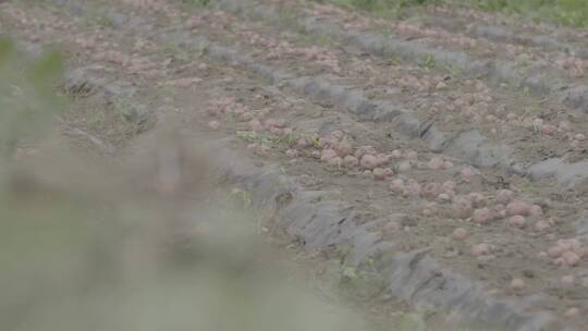 土豆种植收获土豆LOG视频素材