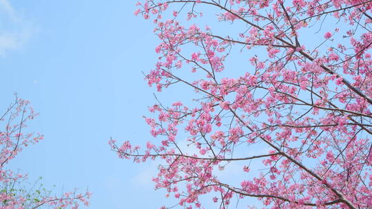 樱花树林春暖花开满树开满鲜花