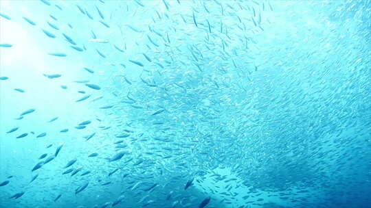 蔚蓝海底鱼群快速自由穿梭实拍高清视频素材