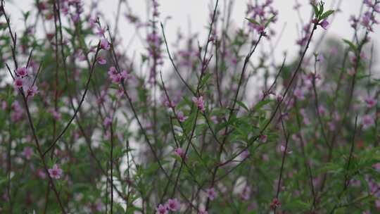 桃花花瓣花朵花枝吹动