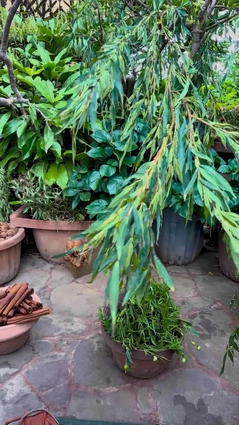 庭院绿植盆栽特写