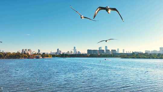 城市湖滨海鸥飞翔