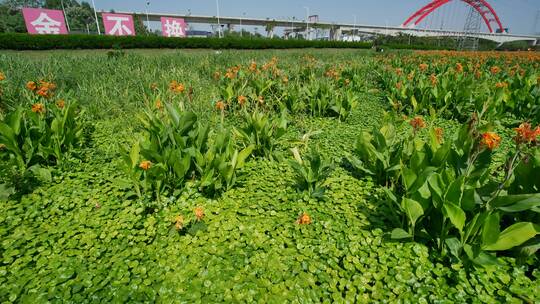 广西南宁那考河湿地公园