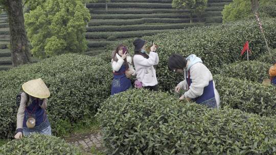 茶茶叶红茶艺采茶泡茶红茶山春茶道茶园农业