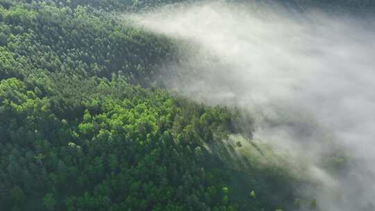 航拍山川绿色林海晨雾