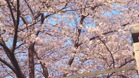 春天蓝天下满树的樱花盛开