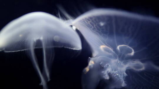 水族馆游动的水母