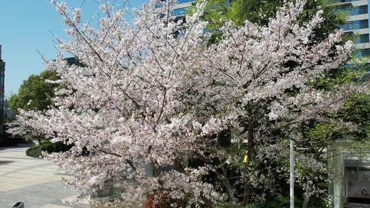 春日的安徽省合肥市置地广场星光荟樱花风光
