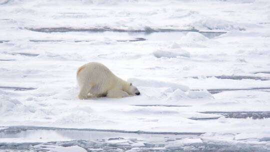 一只北极熊在雪地里打滚