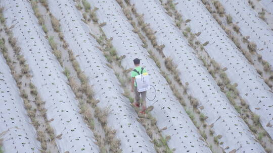 4K｜乡村农田农民喷洒农药田野间